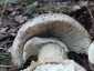Tüskés galóca (Amanita echinocephala), Budai-hegység